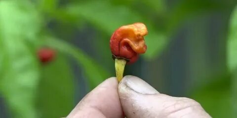 World pepper