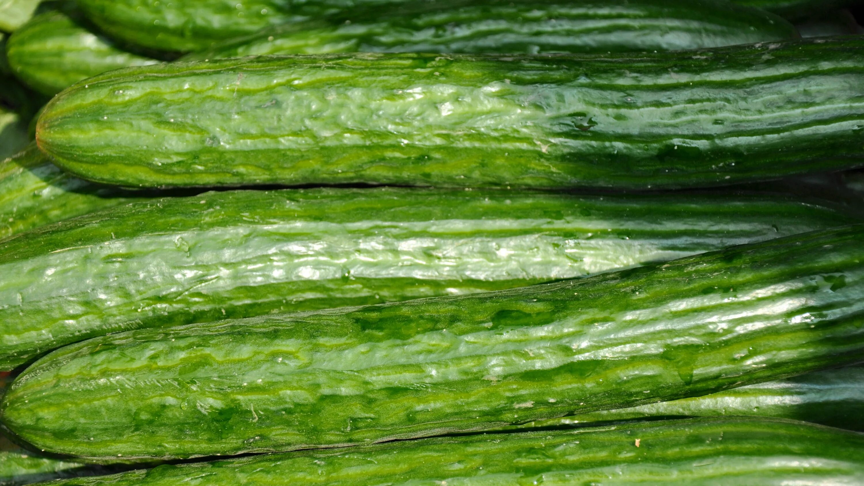 Огурец. Огурец фото. Большие огурцы. Огурец jpg. Vegetables and cucumber