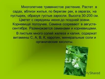 Описание многолетнего травянистого растения