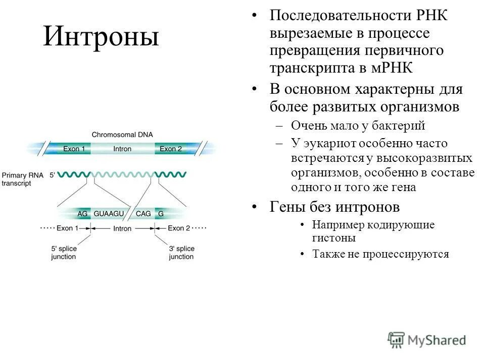 Участок рнк с последовательностью