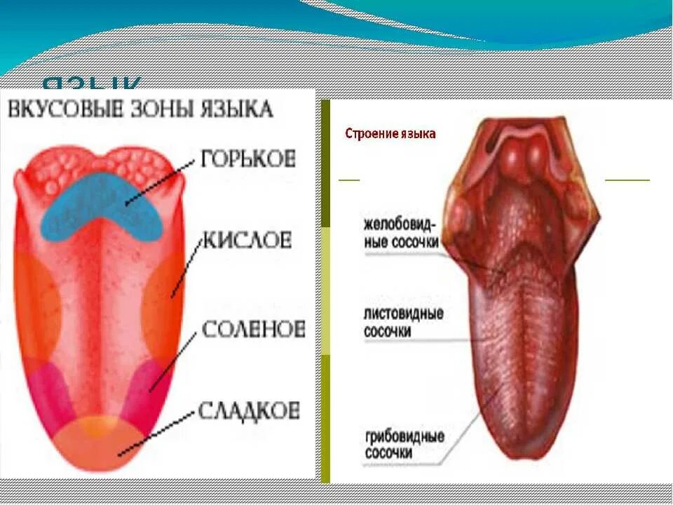 Части языка человека