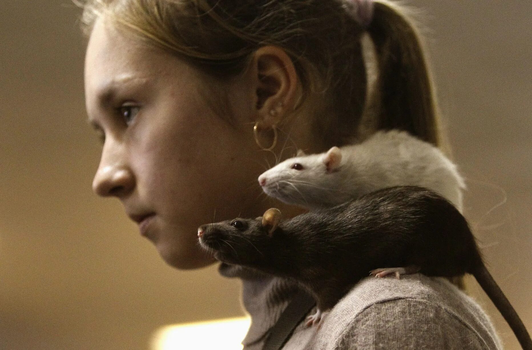Мыши девочки. Крыса в пледе. Фотосессия с крысами. Декоративная крыса на плече. Девушка крыса.