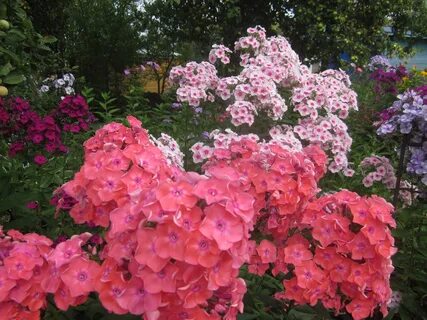 Флокс оранж перфекшн