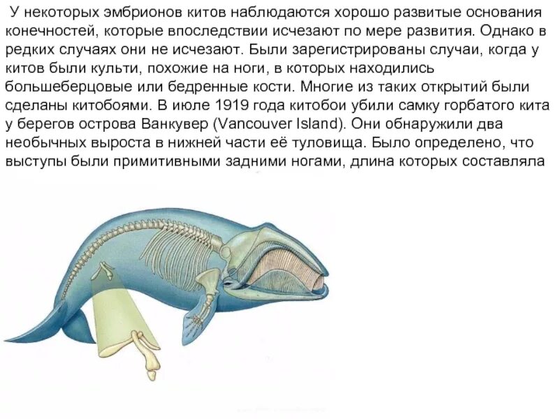 Конечности китообразных. Строение конечностей китообразных. Задние ноги у китов. Тазовые кости кита.