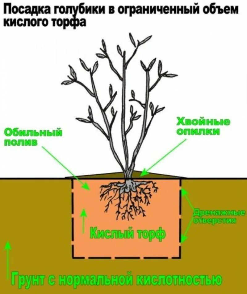 Какого размера лучше сажать. Голубика схема посадки голубики. Схема посадки голубики садовой. Правильная посадка голубики садовой. Схема посадки голубики высокорослой.