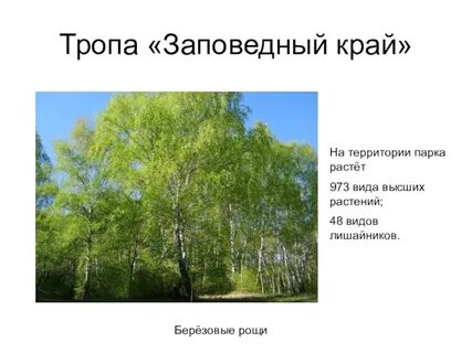 В парке росло 40 берез