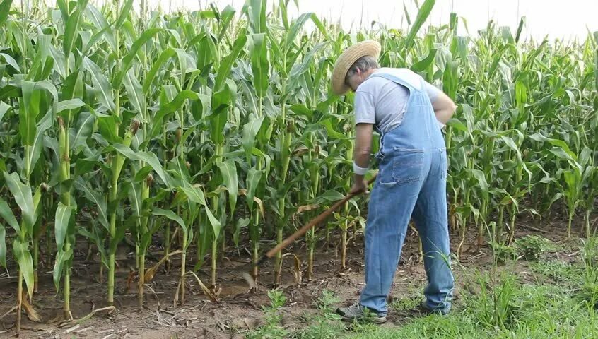 Как посеять кукурузу. Посев кукурузы. Посадка кукурузы. Кукуруза в огороде. Посадка кукурузы в огороде.