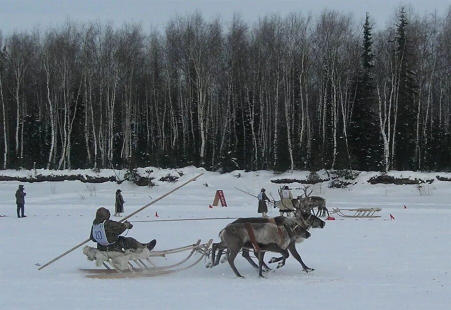 нарта-волокуша эвенки.