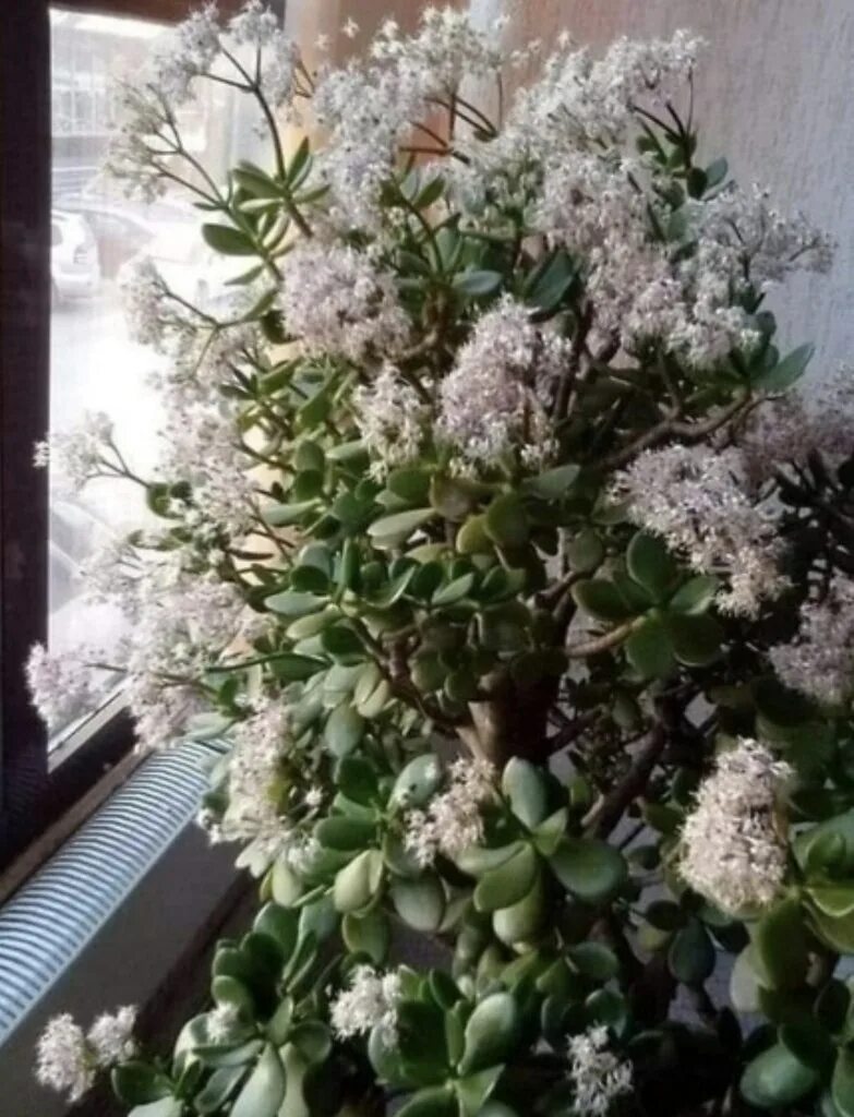 Денежное дерево интересные факты Jade plants, Jade plant care, Planting flowers