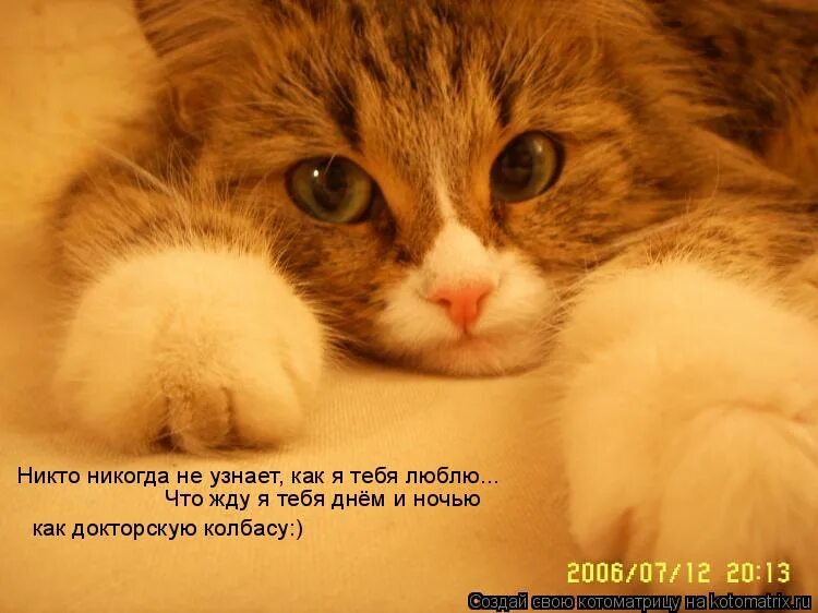 По мне никто не скучает. Котенок скучает. котик соскучился. котик скучает по кошечке. киска скучает.