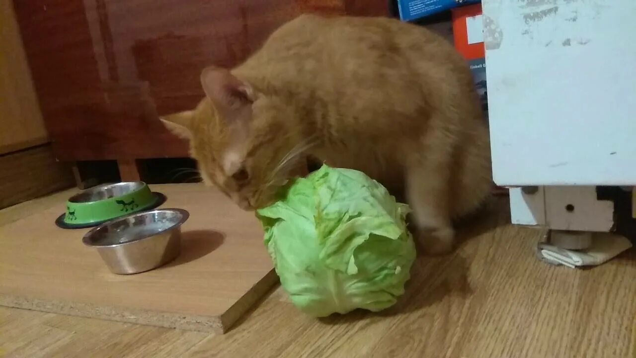 Кот в капусте. Кот с капустой. кот жрёт капусту. кошка ест капусту. котик в капусте.