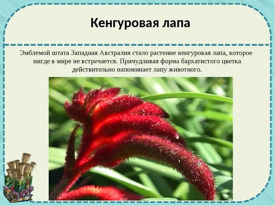 Какие растения и животные встречаются в австралии. Необычные растения австралии эндемики. кенгуровая лапа растение в австралии. растения австралии презентация. австралийские растения названия.
