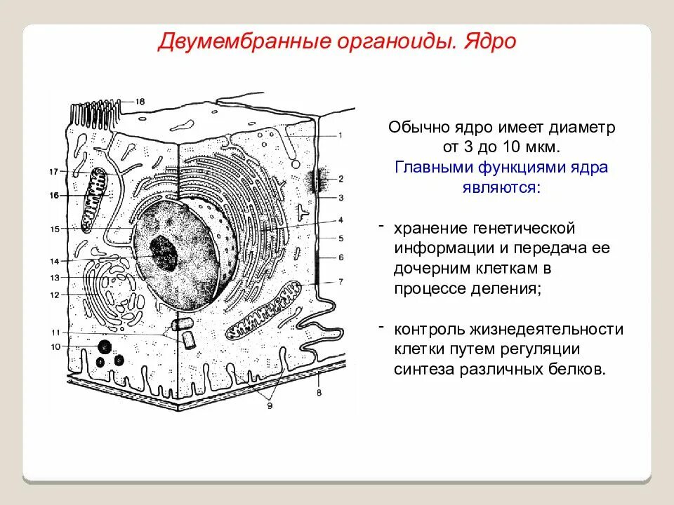 Строение двумембранных органелл и их функции. Ядро двумембранный органоид. Органоиды клетки ядро. Ядро органоид. Органоид клетки ядро функции