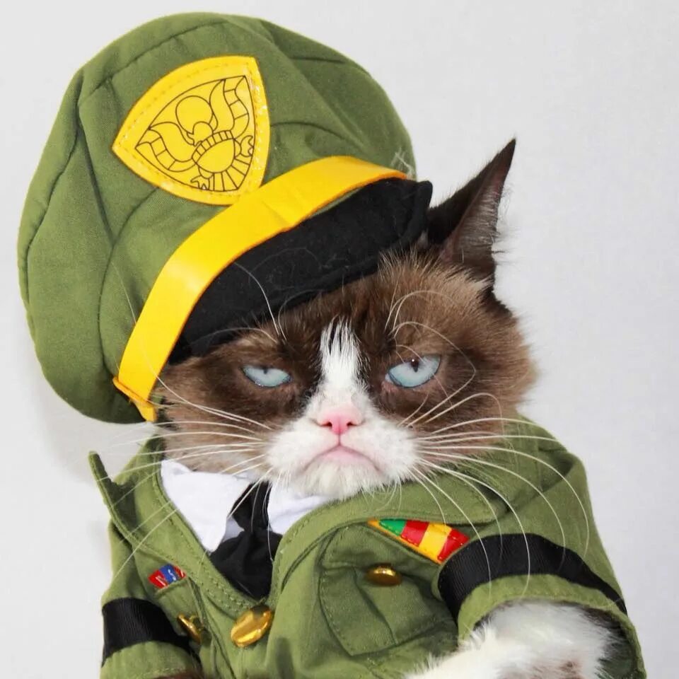 Army cat
