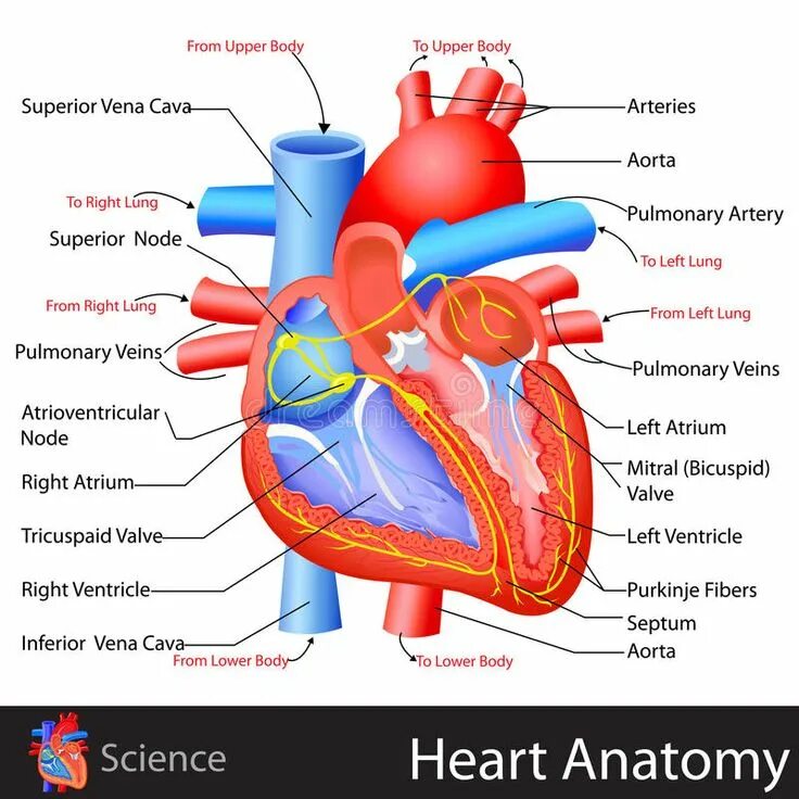 The heart structure
