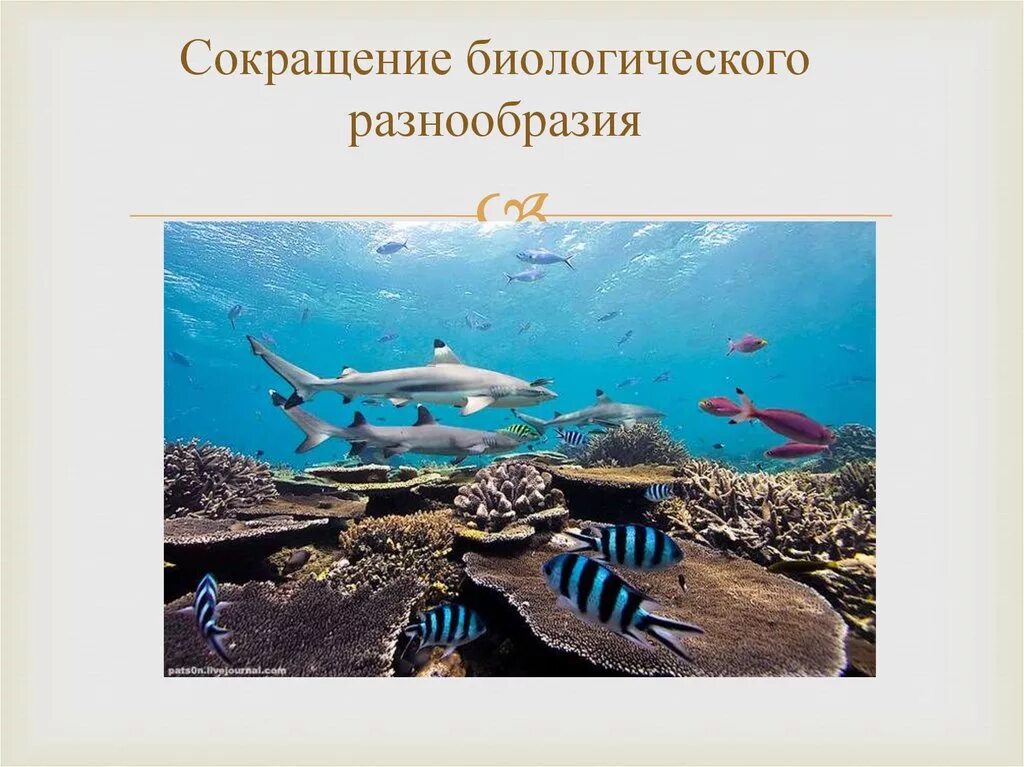 Сокращение биологического разнообразия глобальная проблема. Сокращение биологического разнообразия. снижение видового разнообразия. сокращение видового разнообразия. уменьшение видового разнообразия.