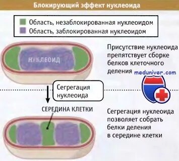 Наследственный материал представлен нуклеоидом