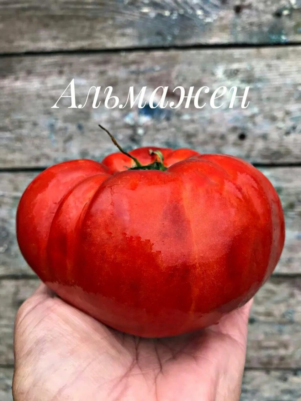 Томат румынский красный. Восхитительный хой. Томат хой. Описание сорта томата восхитительный хой. Томат розовый делишес.