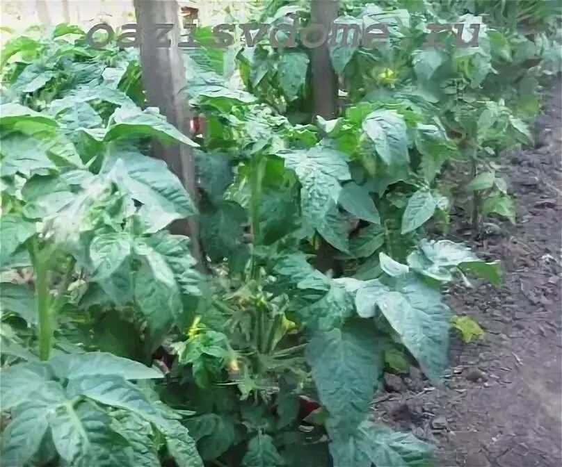 Когда нужно обрывать листья у помидор. Какие листочки обрывать у помидор.