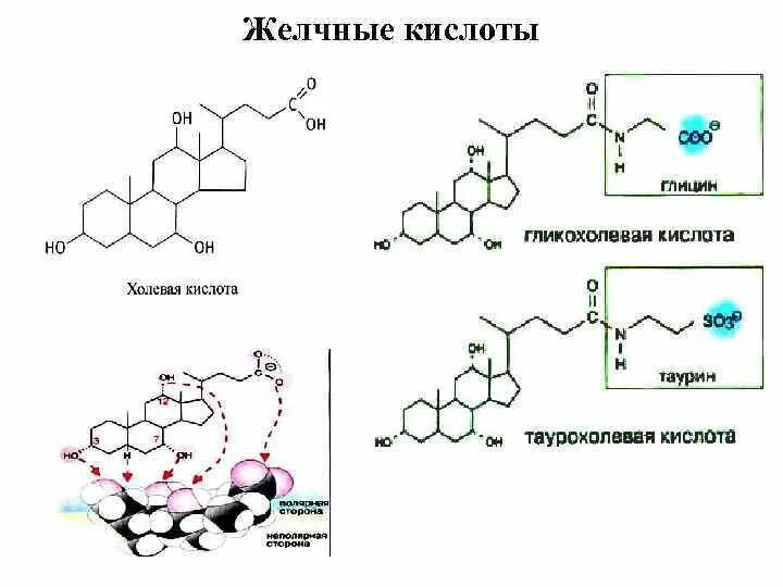 Липиды желчных кислот. Соли желчных кислот формула. Синтез гликохолевой кислоты. Желчные кислоты структурная формула. Формулы парных желчных кислот.