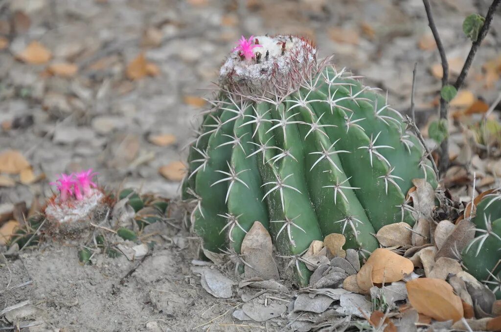Почему кактус назвали кактусом. Melocactus oaxacensis. melocactus curvispinus. мелокактус размножение. мелокактус в природе.