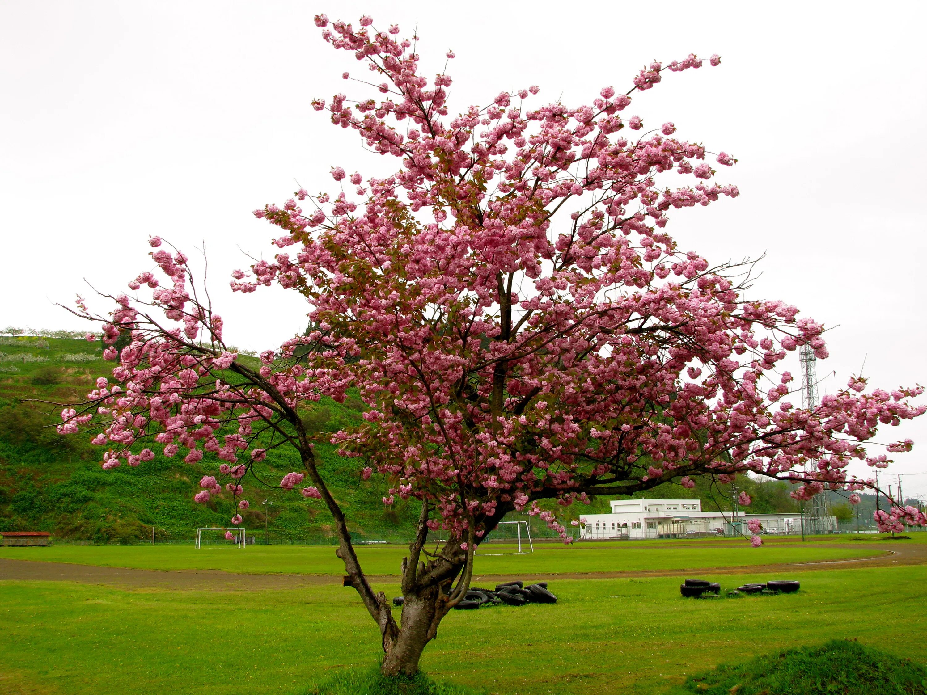 Что такое сакура дерево. Сакура молодое дерево. Японская Сапура дерево. Рост Сакуры дерева. Зеленые деревья Сакура.