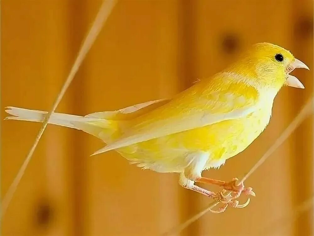 Кенар распетый. Желтобрюхий канареечный вьюрок. Кенар. Пение пение кенара. Пение горбатой канарейки.