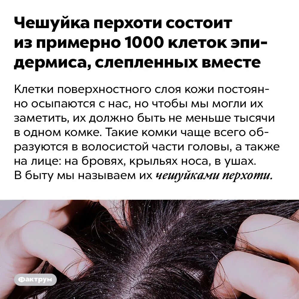 Из чего состоит перхоть