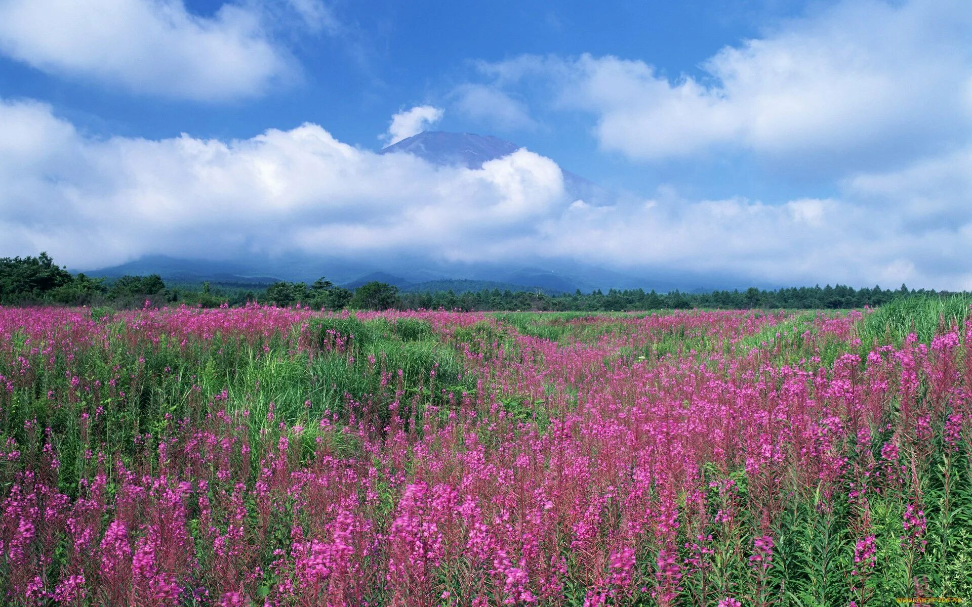 Лето цвет розовый. Цветущее поле. Красивый луг. Цветущий луг. Цветы на лугу.
