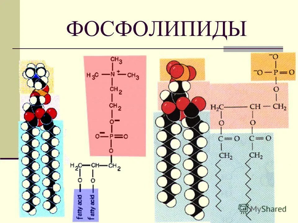 входят ли фосфолипиды в состав цитоплазматической мембраны