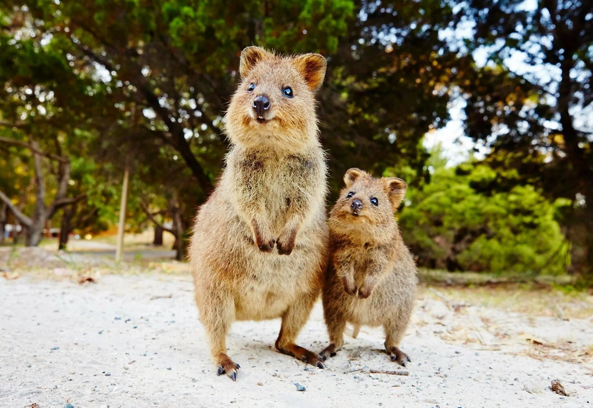 Австралия Квокка. Кенгуру Квокка. Квокка (Setonix brachyurus). Квокка (короткохвостый кенгуру).