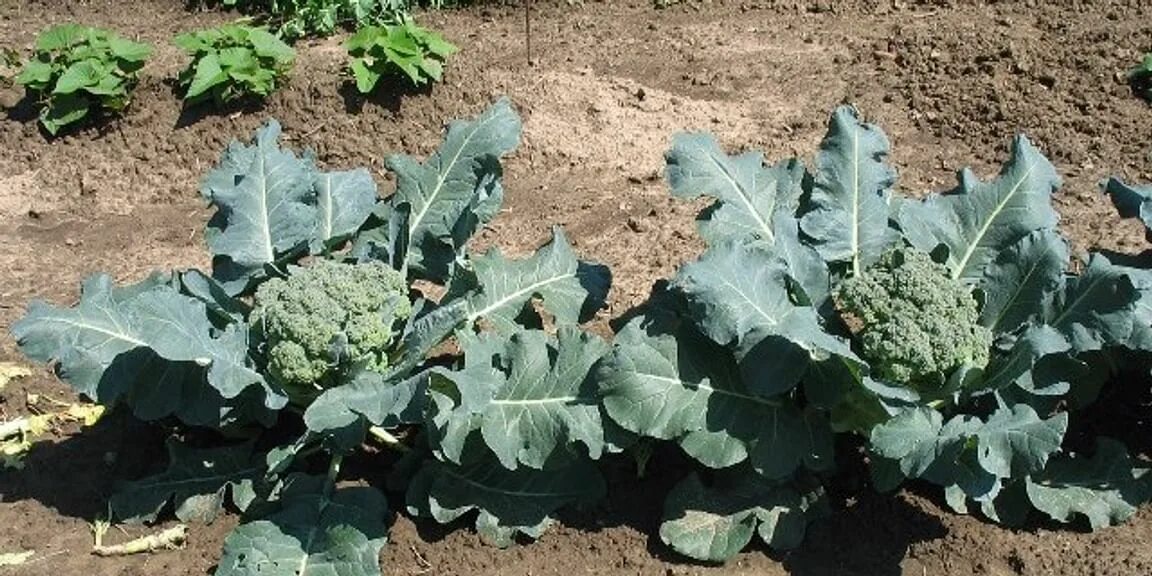 Брокколи: урожай 2019 Садовое обозрение/Garden review