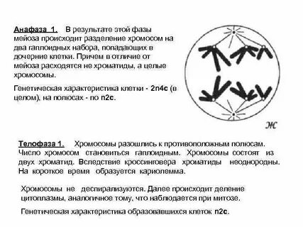В анафазе 1 мейоза происходит
