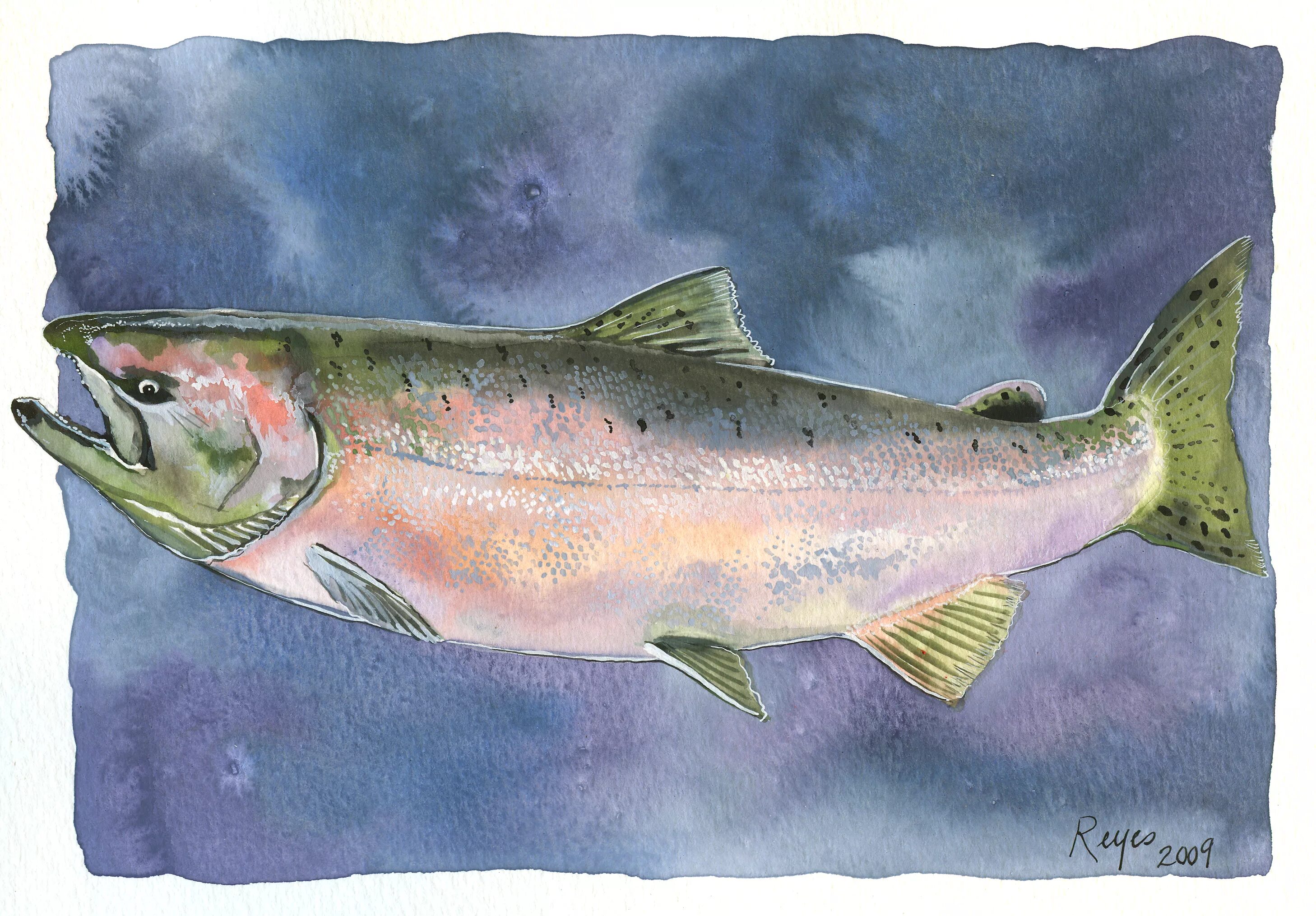 логотип икра рыба морепродукты. оранжевая рыбка векторная. лосось в живописи. рыба мультяшный. нарисовать красную рыбу.