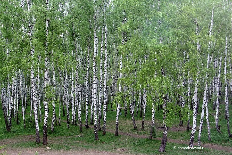 Береза новосибирск купить