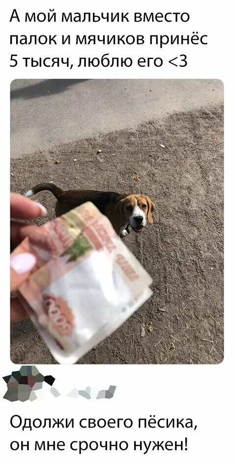 Денежный пес. Собака с деньгами. Собака приносит деньги. Я вам денежку принес за квартиру за январь. Я вам денежки принес за квартиру
