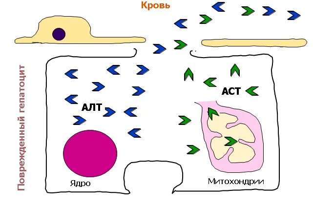 Алт АСТ. Аминотрансферазы АСТ. Ферменты печени рисунок. Аланинаминотрансфераза локализация.
