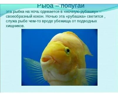 Рассказ про рыбу 1 класс окружающий мир