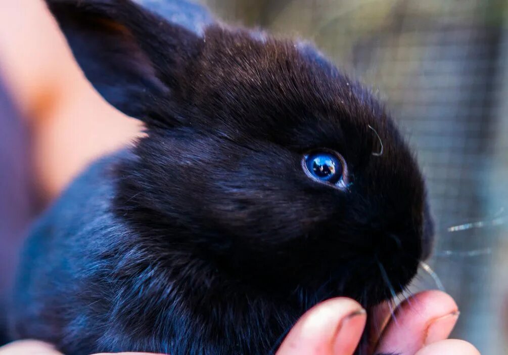 Черный кролик на английском. Черный кролик. Синий кролик. Милый черный кролик. Гибрид кошки и кролика.