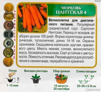 Морковь нантская описание сорта