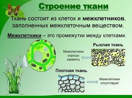 Клетки из которых формируются ткани
