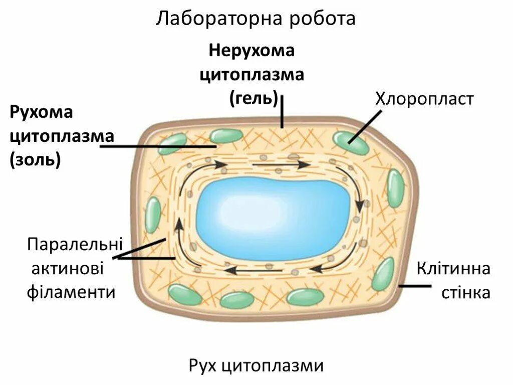Движение цитоплазмы в растительной клетке. Движение цитоплазмы в клетках растений. Наблюдение движения цитоплазмы. Циклоз цитоплазмы. Растительная клетка лабораторная