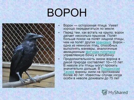 Время жизни вороны