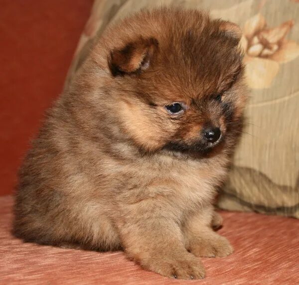 шпиц малыш 1 месяц. померанский шпиц щенок 1 месяц. померанский шпиц щенок 1 месяц. шпиц немецкий малый. 5 месяца.