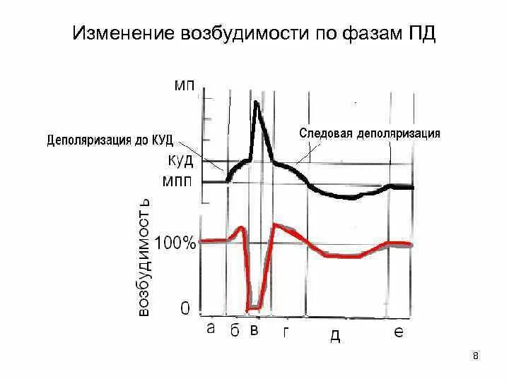 Фазы Пд, возбудимость при возбуждении. Фазы потенциала действия фаза изменения возбудимости. Изменения возбудимости в процессе возбуждения фазы. Фазовые изменения возбудимости. Как меняется фаза