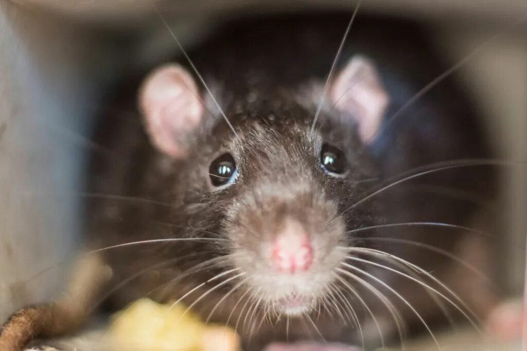 You are a rat