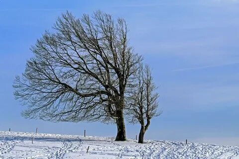 Теплый ветер дерево