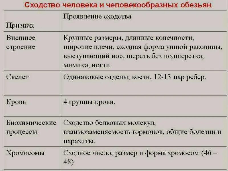 Сходства и отличия человека и человекообразных обезьян. Человек и обезьяна сходства и различия. Сходство человека и человекообразных обезьян. Черты сходства человека и человекообразных обезьян. Черты сходства потребностей и способностей