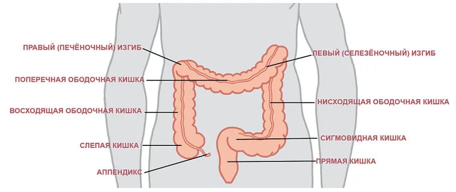 Отделы толстой кишки ободочная кишка. Селезеночный изгиб толстой кишки. Печеночный и селезеночный углы Толстого кишечника. Болит печёночный изгиб Толстого кишечника.