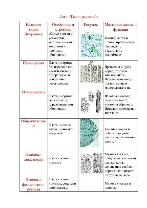 Ткани растений 5 класс биология таблица. Образовательная ткань таблица. Таблица ткани растений и животных 5 класс биология. Типы тканей растений 6 класс биология таблица.